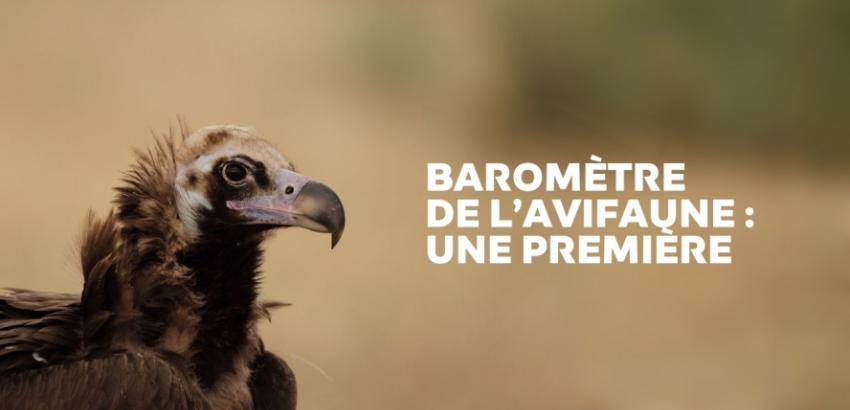 Vautour moine © Christian Aussaguel